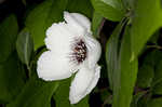 Silky camellia